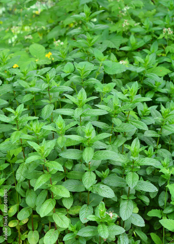 Growing peppermint plant in the garden. Peppermint (Mentha piperita) is a hybrid species of mint, a cross between watermint and spearmint.