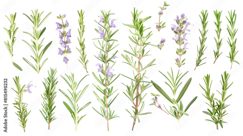 Fototapeta premium Set of rosemary elements, featuring rosemary flowers, needle-like leaves, and woody stems, used in culinary and aromatic applications,