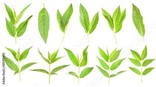 Set of lemon verbena leaves, featuring their narrow, pointed leaves with a strong lemon scent, used in cooking and herbal remedies,