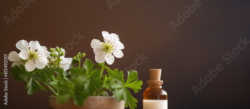 A white potted Citronella Geranium plant sits next to a brown bottle of essential oil There is plenty of copy space available in the image photo
