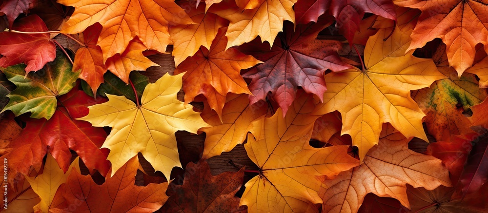 Autumn leaves with copy space image Autumn leaves with copy space image