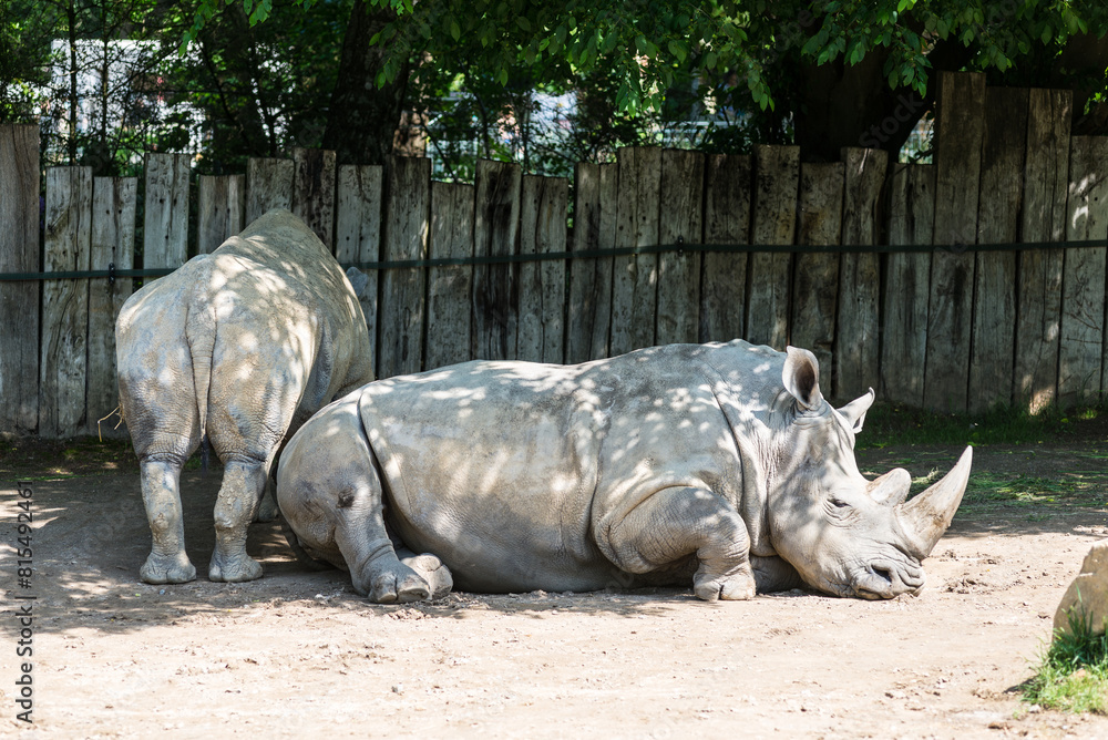 Naklejka premium Southern white rhinos (Ceratotherium simum) in the Zoo Dortmund, North Rhine-Westphalia, Germany. Selective focus.
