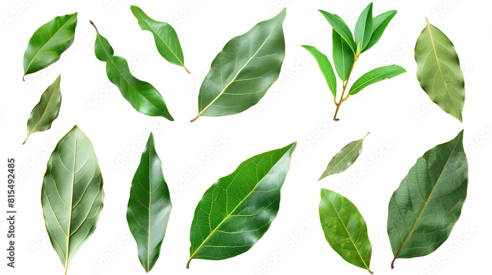 Set of bay leaves, featuring their glossy, dark green leaves used as a flavor enhancer in cooking, Set of bay leaves, featuring their glossy, dark green leaves used as a flavor enhancer in cooking,