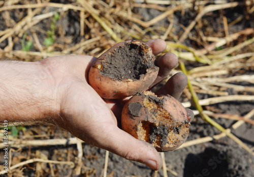 The gardener shows in his hand a potato eaten by a roach larva