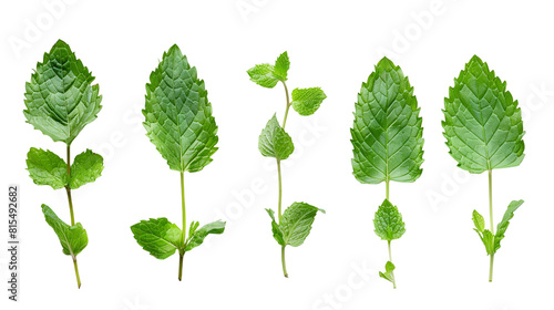 Set of spearmint leaves, showcasing their bright green, sharply serrated leaves that are favored in culinary and medicinal uses,