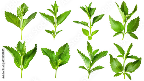 Set of stevia leaves, known for their natural sweetness and use as a sugar substitute in foods and beverages,