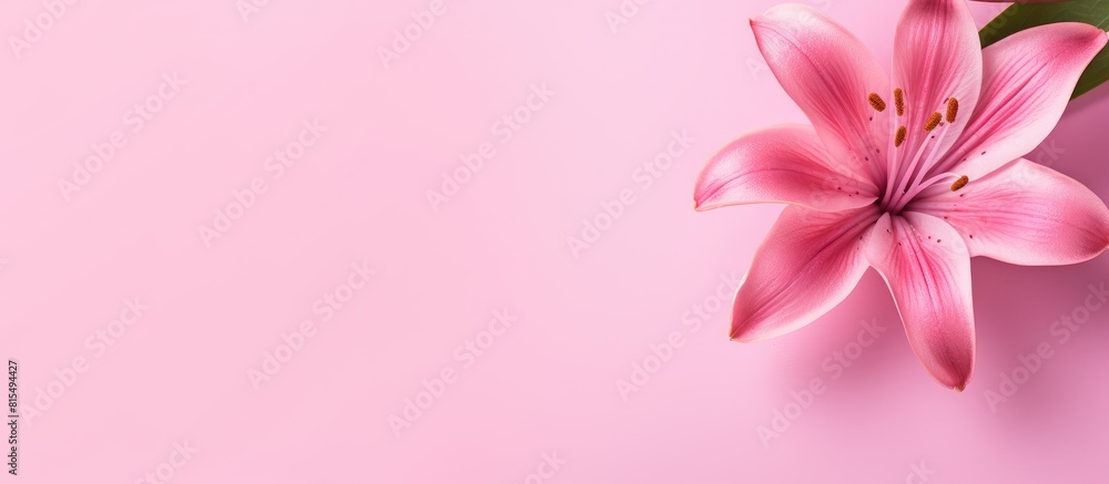 A vibrant pink flower on a pink background creating a copy space image that evokes thoughts of Valentine s Day Mother s Day or the arrival of spring This flat lay top view adds a touch of elegance A vibrant pink flower on a pink background creating a copy space image that evokes thoughts of Valentine s Day Mother s Day or the arrival of spring This flat lay top view adds a touch of elegance