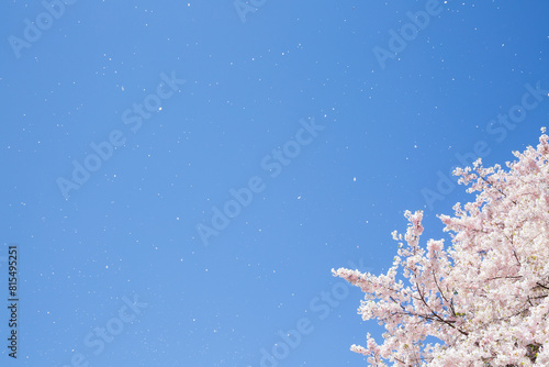 花びらの舞う桜