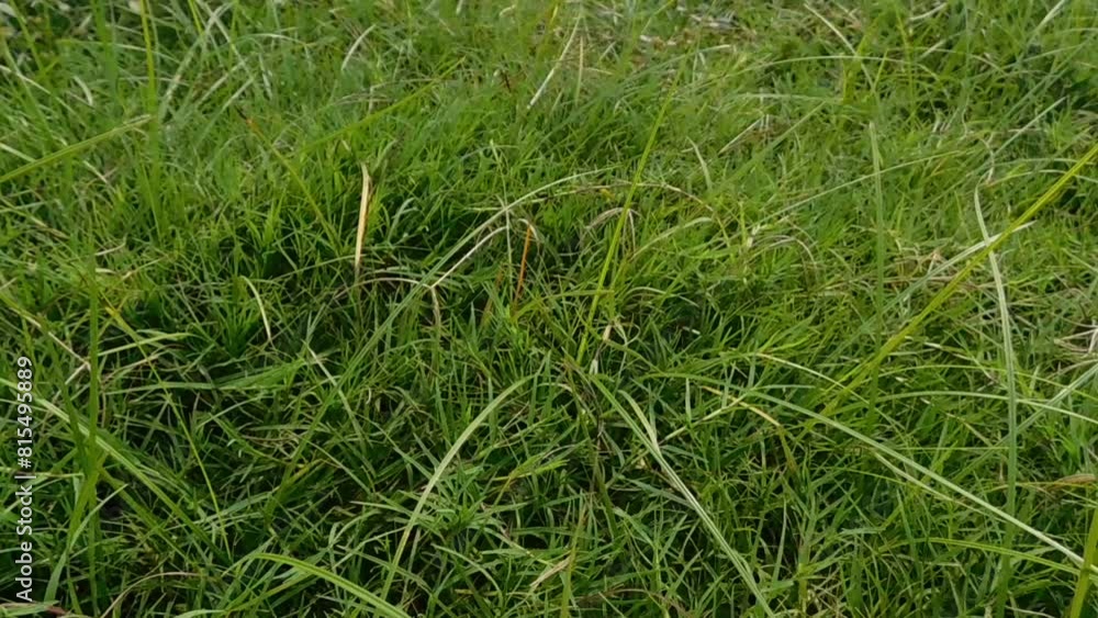 Green leaves of grass on the ground pattern top view. Green leaves of grass on the ground pattern top view.