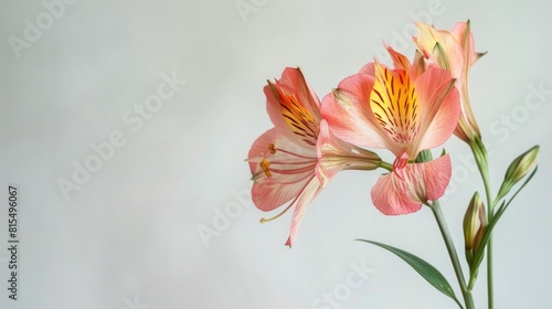 Alstroemeria flower against a white backdrop