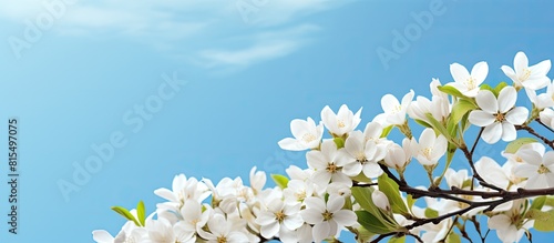 A sunny blue sky serves as the backdrop for a horizontal banner featuring blooming white flower branches The image provides a mock up template with copy space for text