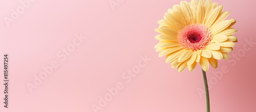 Copy space image of a yellow gerbera flower against a pastel pink background representing a minimalistic concept of spring