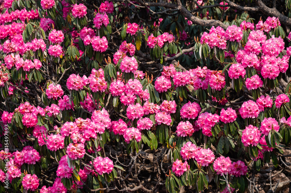 Pink Rhododendron flowers blooming in Annapurna region of Nepal. Rhododendron arboreum is called Lali gurans in Nepali, and is Nepal's much-loved national flower. Pink Rhododendron flowers blooming in Annapurna region of Nepal. Rhododendron arboreum is called Lali gurans in Nepali, and is Nepal's much-loved national flower.