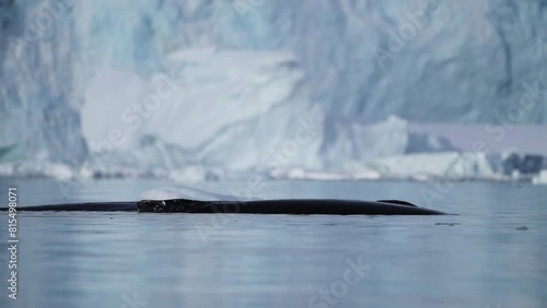 Humpback Whale Beathing Air, Antarctica Wildlife in Slow Motion of Whales Surfacing and Blowing Through Blowhole, Swimming in Ocean Sea Water in Antarctic Peninsula Beautiful Glacier Scenery photo