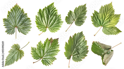 Set of wild blackberry leaves, with their characteristic serrated edges and coarse texture, often found in hedgerows, photo