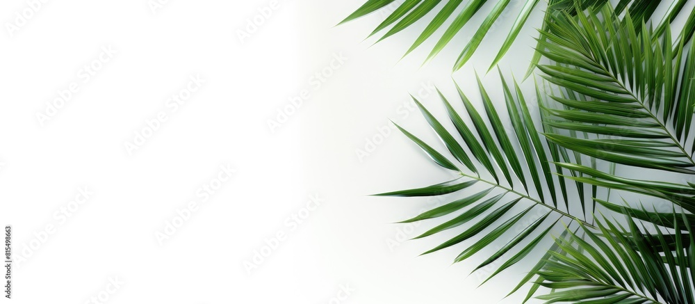 Palm tree leaves in green color stand alone against a white backdrop providing copy space for text This minimalistic summer inspired concept creates a mock up banner Palm tree leaves in green color stand alone against a white backdrop providing copy space for text This minimalistic summer inspired concept creates a mock up banner