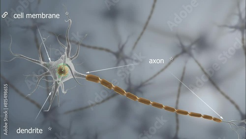 Neurons photo