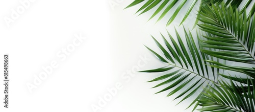 Palm tree leaves in green color stand alone against a white backdrop providing copy space for text This minimalistic summer inspired concept creates a mock up banner © HN Works