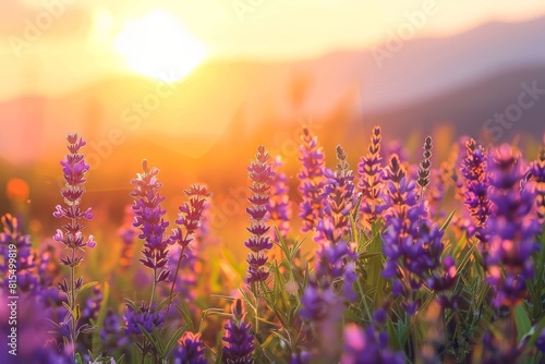 Golden Sunset Over Lavender Field with Vibrant Purple Blooms 