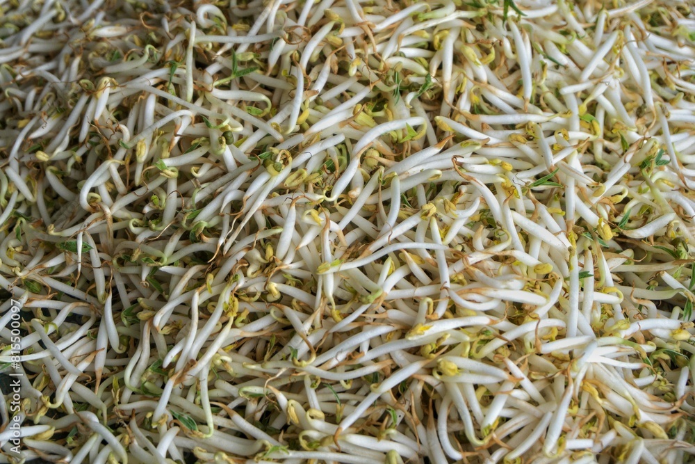 Top angle view of bean sprouts Top angle view of bean sprouts