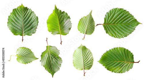 Set of alder tree leaves, featuring their rounded shape with serrated edges, known for their rapid growth along riverbanks
