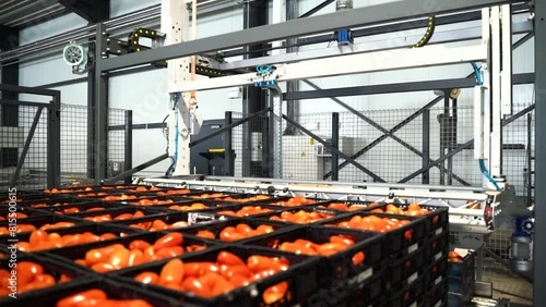 Modern automated factory working with fresh tomatoes photo