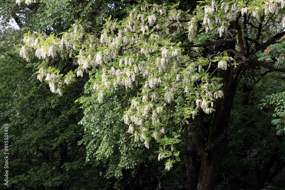 acacia -robinia tree with white flowers acacia -robinia tree with white flowers