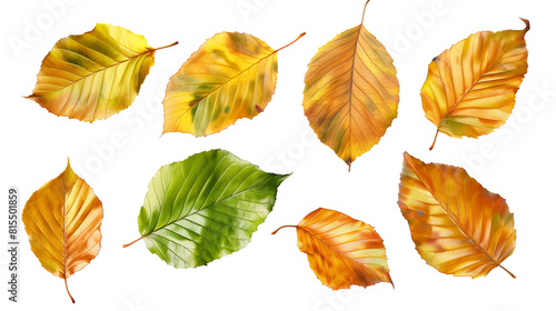 Set of beech tree leaves  featuring their smooth edges and elegant elliptical shape  transitioning from green to golden in autumn