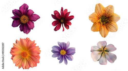 Vibrant Summer and Spring Floral Collection  Beautiful Botanical Illustrations on Transparent Background - Perfect for Digital Art Projects and Design Elements