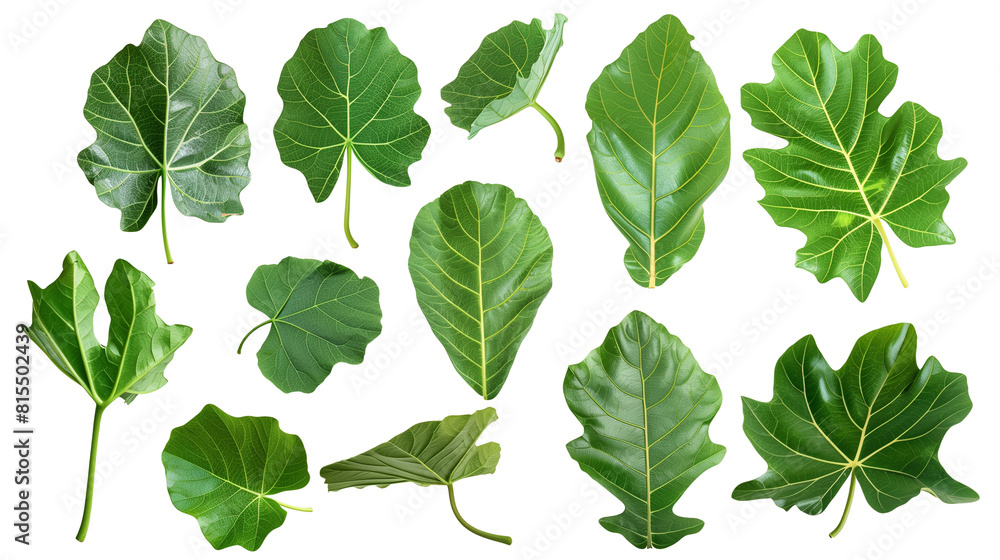 Set of fig tree leaves, noted for their large size and deeply lobed shape, showcasing a lush green color Set of fig tree leaves, noted for their large size and deeply lobed shape, showcasing a lush green color