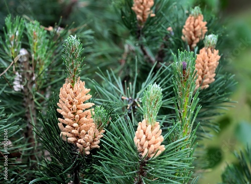 Pine tree blossoming at spring close up