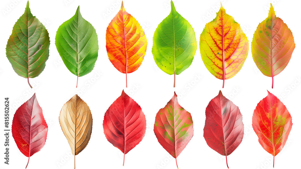Obraz premium Set of cherry tree leaves, showing their seasonal transformation from vibrant green to fiery red,