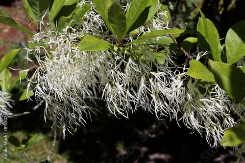 white,fluffy flowers of chionanthus Virginicus tree at spring in park photo