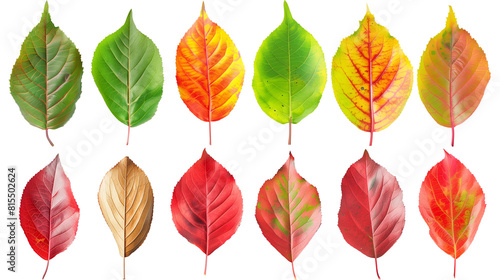 Set of cherry tree leaves  showing their seasonal transformation from vibrant green to fiery red 