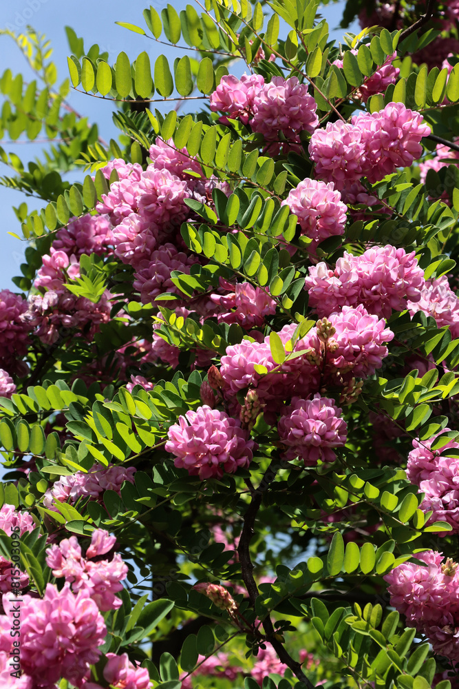 clusters pink flowers of acacia robinia tree clusters pink flowers of acacia robinia tree