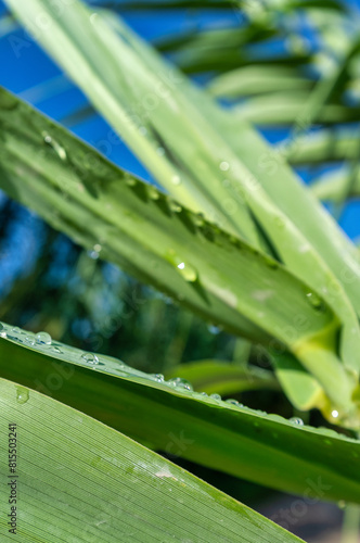 Close-up of a corn plant