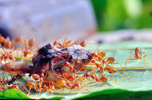 Red ants are eating lizard bones
