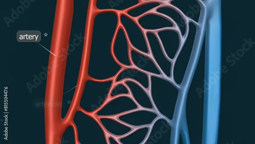  Types of blood vessels photo