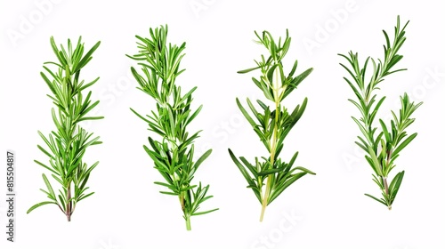 Bundle of new rosemary separated on blank background.