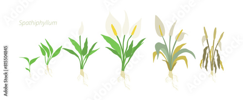 Vector Illustrations of Spathiphyllum Flower Growth Stages Perfect Guide for Gardeners and Botanists.