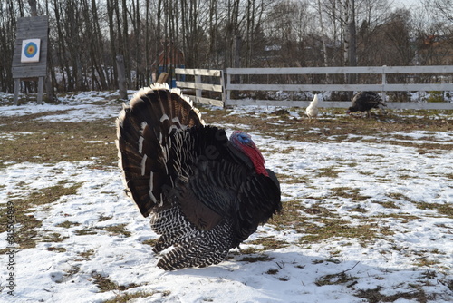 big turkey on the farm