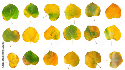 Set of aspen leaves, showcasing their unique round shape and fluttering behavior, transitioning from summer green to autumn gold, photo