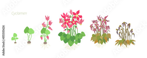 Vector Illustration of Cyclamen Growth Stages. Caring for house plants. Flower lifecycle.