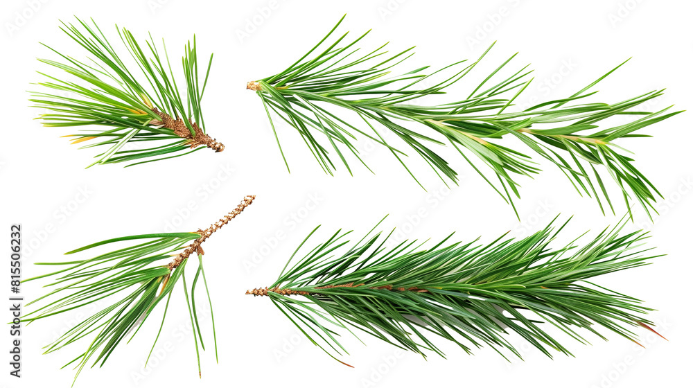 Fototapeta premium Set of pine needles, showcasing bundles of long, slender leaves characteristic of conifers