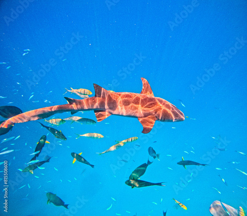 Photo of a nurse shark in a blue water in Maldives with his sun reflection on his skin