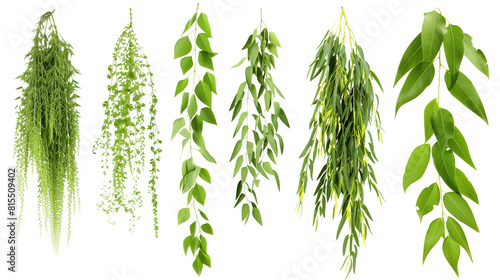 Set of willow leaf varieties, showcasing long, narrow leaves that cascade gracefully,