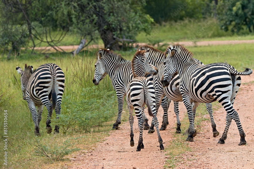 Fototapeta premium Crawshay's Zebra (Equus quagga crawshayi). South Luangwa National Park. Zambia. Africa.