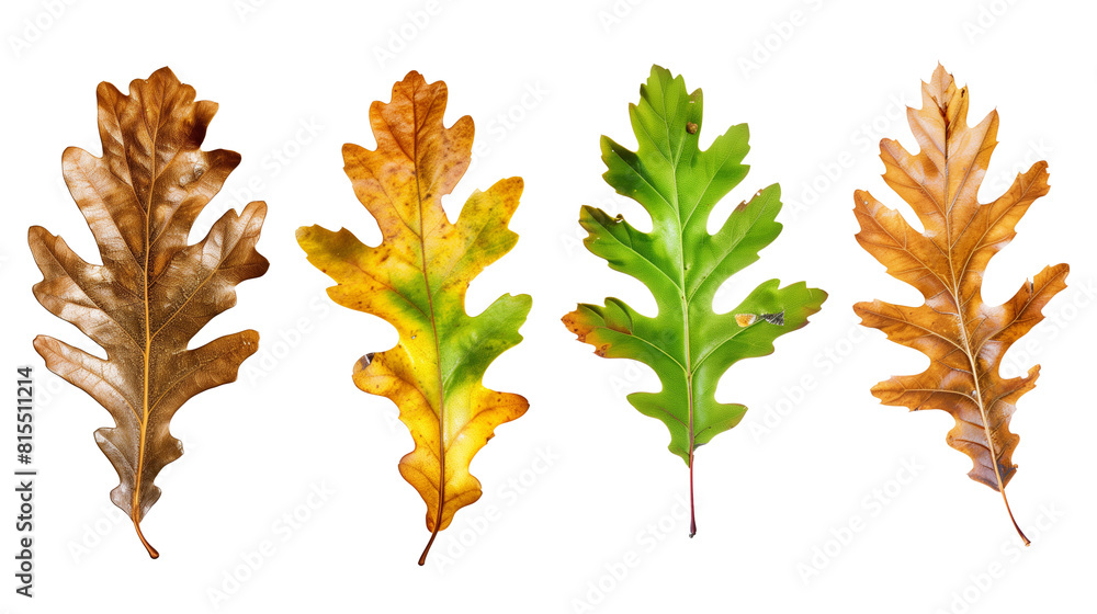Set of oak leaves throughout the seasons, from fresh spring green to autumn gold, Set of oak leaves throughout the seasons, from fresh spring green to autumn gold,