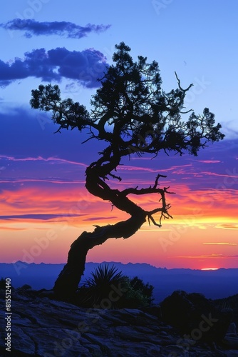 A lone, wind-twisted tree silhouetted against a desert sunset, panoramic perspective