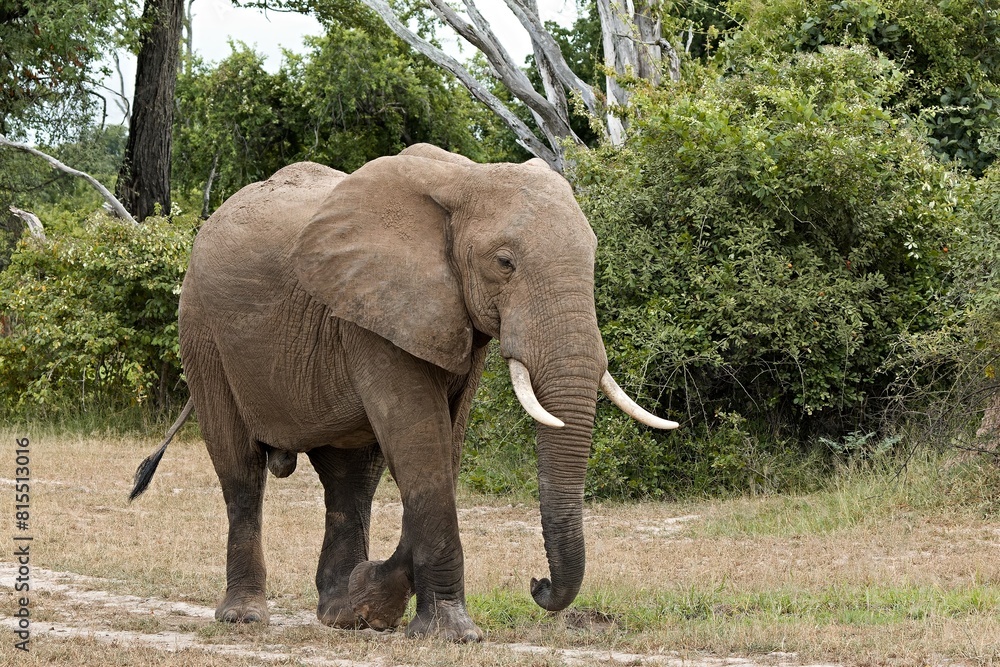 African Elephant (Loxodonta africana) in South Luangwa National Park. Zambia. Africa.